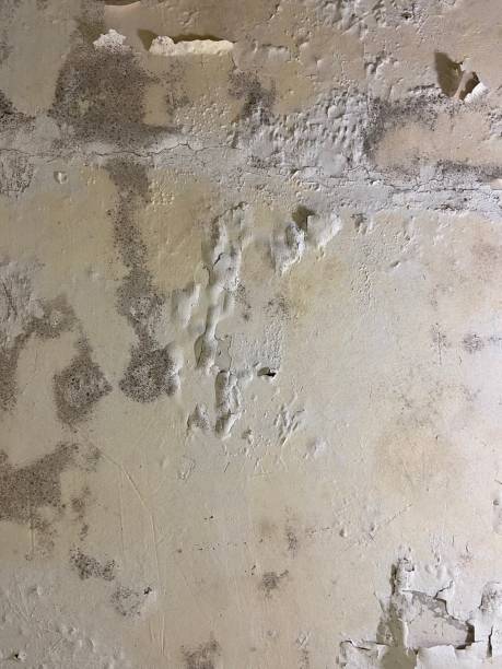 Best Health and Safety Mold Remediation in Sandy Hook, CT