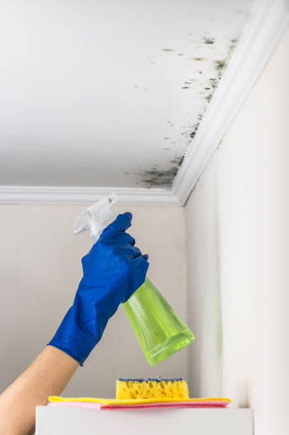 Best Localized Mold Remediation (e.g., coastal areas, humid climates) in Sandy Hook, CT